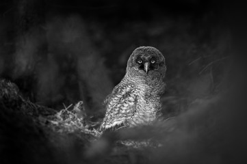 Great Grey Owl in Black and White Forest