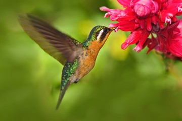 Beautiful hummingbird, Coppery-headed Emerald, Elvira cupreiceps, flying next to nice pink flower, sucking nectar, feeding scene from tropic wet forest, bird in the nature habitat, Costa Rica