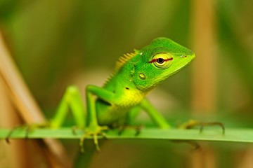 Green lizard. Beautiful animal in the nature habitat. Lizard from forest. Green Garden Lizard, Calotes calotes, detail eye portrait exotic tropic animal in green nature habitat, Sinharaja, Sri Lanka