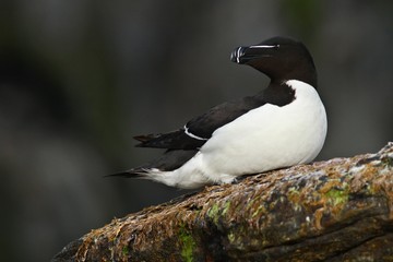 Fototapeta premium Auks Razorbill, Alca torda, Arctic black and white cute bird sitting on the rock, nature habitat, Iceland. Auks on the rock. Sea bird from Norway. Cute bird on the rock cliff. 