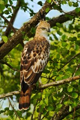 Crested Hawk Eagle, Spizaetus cirrhatus ceylanensis, beautiful bird of prey from Sri Lanka. Raptor in the nature habitat. Bird of prey sitting on the tree. Crested Hawk Eagle on the tree.