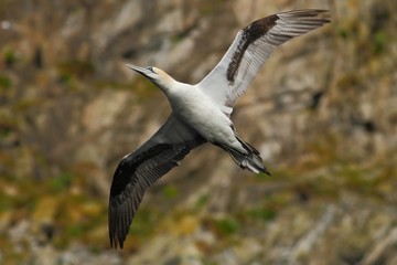Bird on the cliff. Flying sea bird, Northern gannet with rock in the background, Runde Island, Norway. Gannet in fly in the nature sea habitat. Action wildlife scene from sea coast.