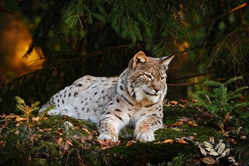 Wild cat in the forest. Lynx in the nature forest habitat. Eurasian Lynx in the forest, birch and pine forest. Lynx lying on the green moss stone. Cute lynx, wildlife scene from nature. Slovakia