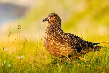 Bird in the grass habitat with evening light. Brown skua, Catharacta antarctica, water bird sitting in the autumn grass, Norway. Skua in the nature habitat. 