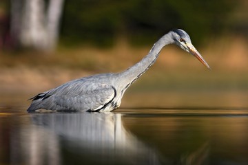 Grey Heron, Ardea cinerea, in water, blurred grass in background. Heron in the forest lake. Bird in the nature habitat, walking in the water. Animal from Sweden