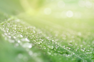 Close up of water droplets on green leaf with sunlight . Beautiful nature background, copy space