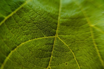 veiny leaf