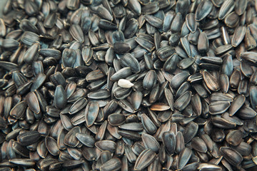 Closeup of fried sunflower seed with a peeled kernel