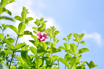Purple Bignonia or Pink Allamanda with clear blue sky