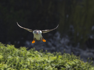 Young Puffin landing on clifftop