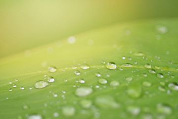 Close up of water droplets on green leaf with sunlight . Beautiful nature background, copy space