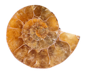yellow ammonite spiral on white © Alexander Potapov