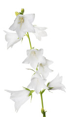 white isolated large bellflower with eight blooms
