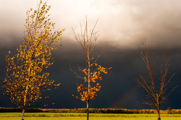 Birch and maple trees in the yellow leaves on the background of stormy clouds (soft focus)