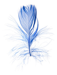 blue single fluffy feather on white