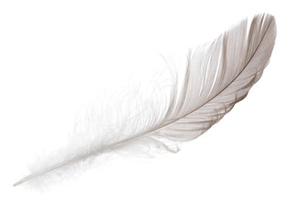fluffy dark grey isolated feather