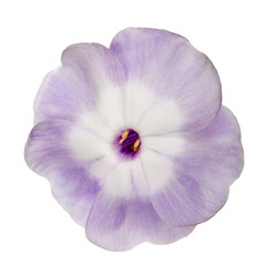 light violet bloom with white center
