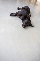 Black dog lying on the cement floor