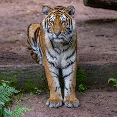 Tiger sitting on tree