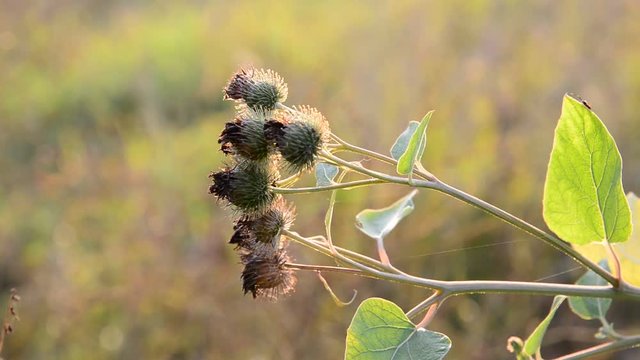 Agrimony in sunset light in August