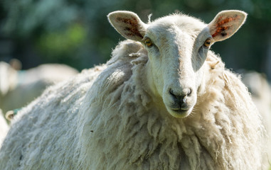 Sheep staring at the camera