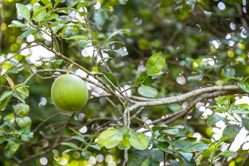 green pomelo on tree