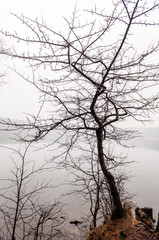Alone bare tree near the lake in the foggy winter time