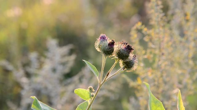 Agrimony in sunset light in August