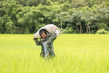 Farmers carrying fertilizer supplies in a rice field at rural.