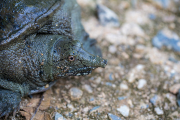 Trionyx cortilageneus on cement