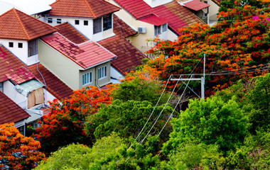 Red roofs on Pratumnak Hill Pattaya