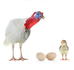 Turkey