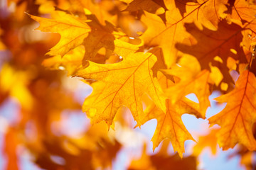 Naklejka na ściany i meble Yellow maple leaves on a twig in autumn