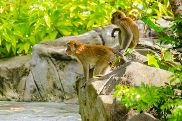 Two monkeys looking from the rock