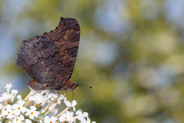 Obraz premium Butterfly