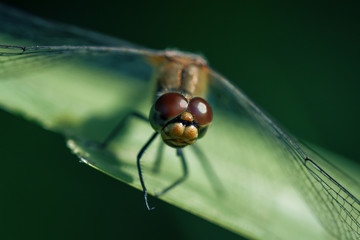 Dragonfly
