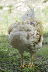 Rooster standing on the grass. And heads tucked under their wing