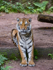 Tiger sitting on tree