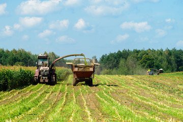 Naklejka premium harvesting corn crop with tractor