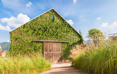 Abandoned barn filled with vines in the blue sky.