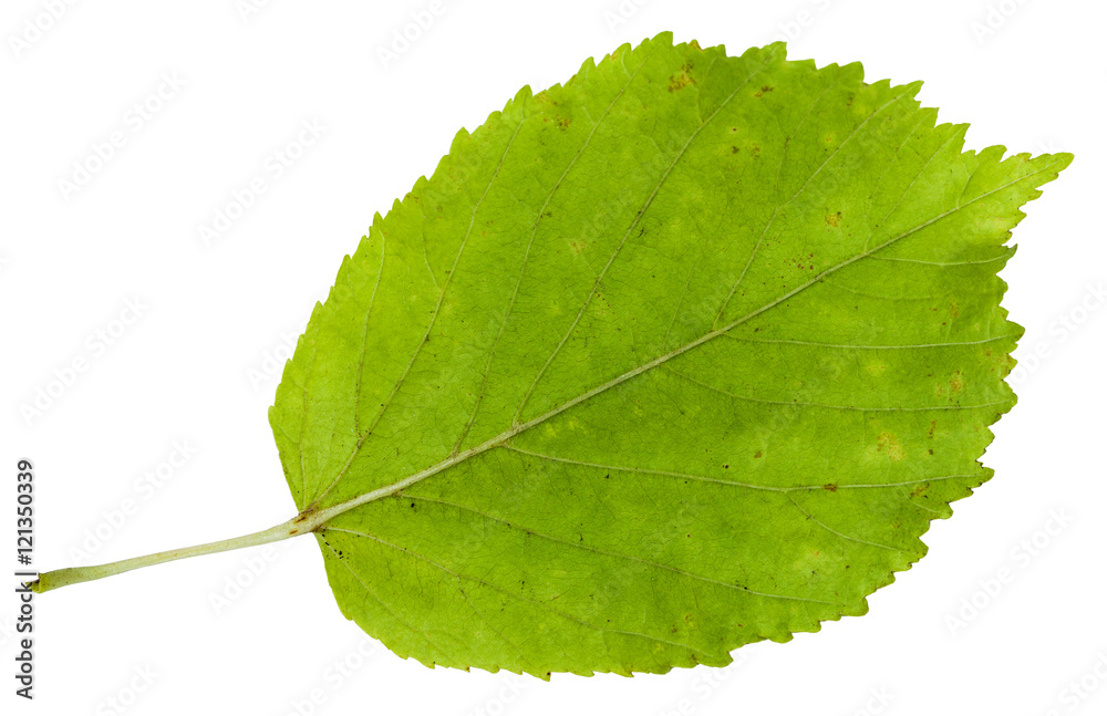Canvas Prints back side of green leaf of ash-leaved maple tree