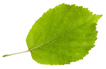 back side of green leaf of ash-leaved maple tree