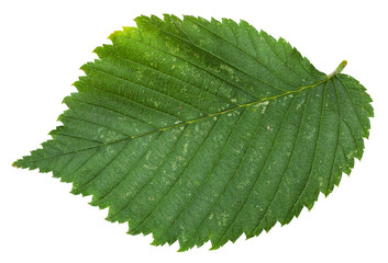 fresh leaf of Elm tree isolated