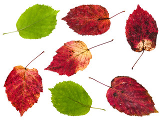 set from red and green leaves of maple ash tree