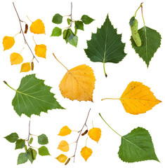 Naklejka premium green and yellow autumn leaves of birch tree