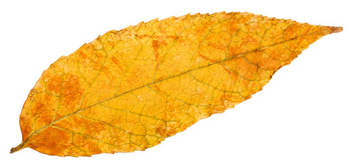 Obraz premium yellow autumn leaf of ash tree isolated