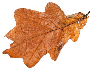 brown dried leaf of oak tree isolated