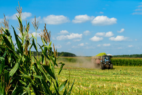 harvesting corn crop with tractor, focus on corn
