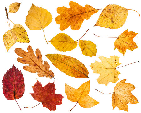 collage from various autumn leaves isolated