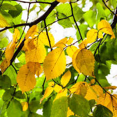Naklejka premium zielone i żółte liście drzewa wiązu jesienią